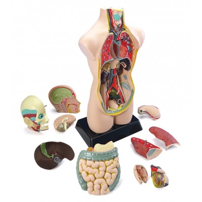 Анатомічний набір Torso (11 предметів) Miniland Educational